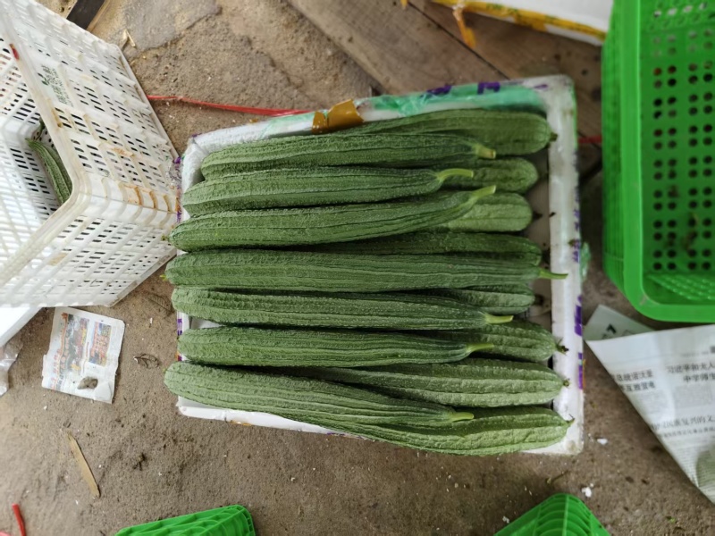 精品丝瓜