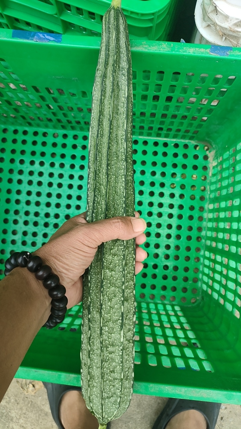 精品丝瓜