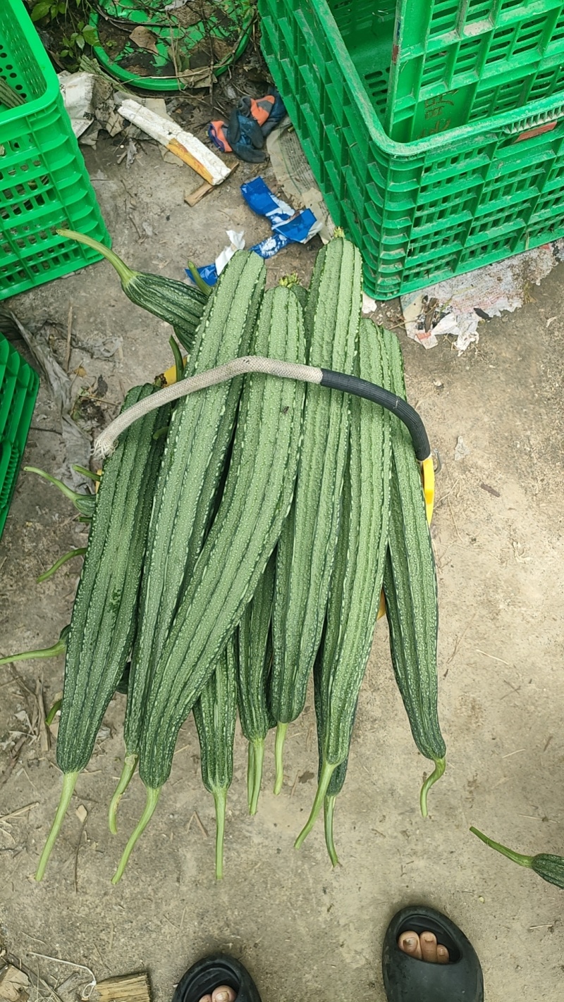 精品丝瓜