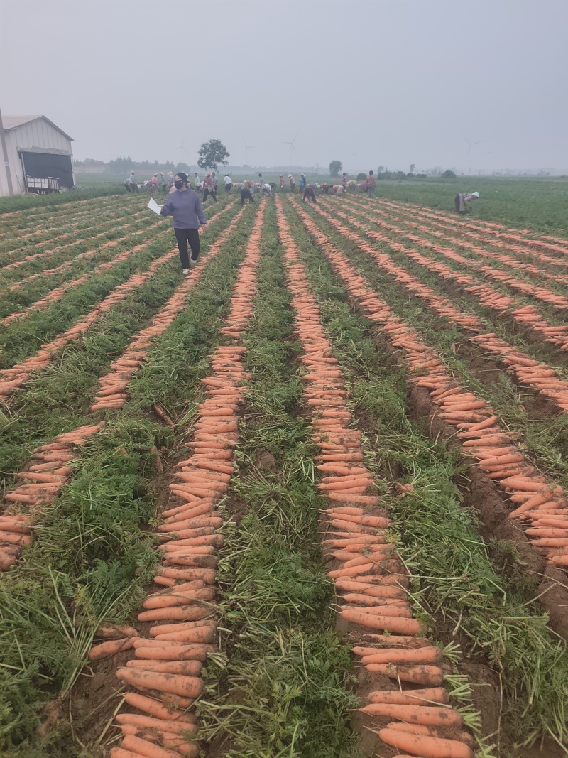 基地种植