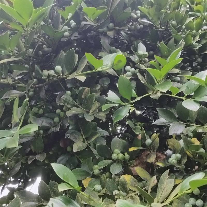 竹柏