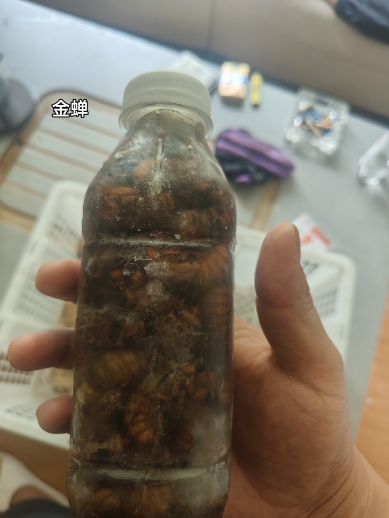 山东金蝉蝉蛹产地大量现货电商团购零售日发万单