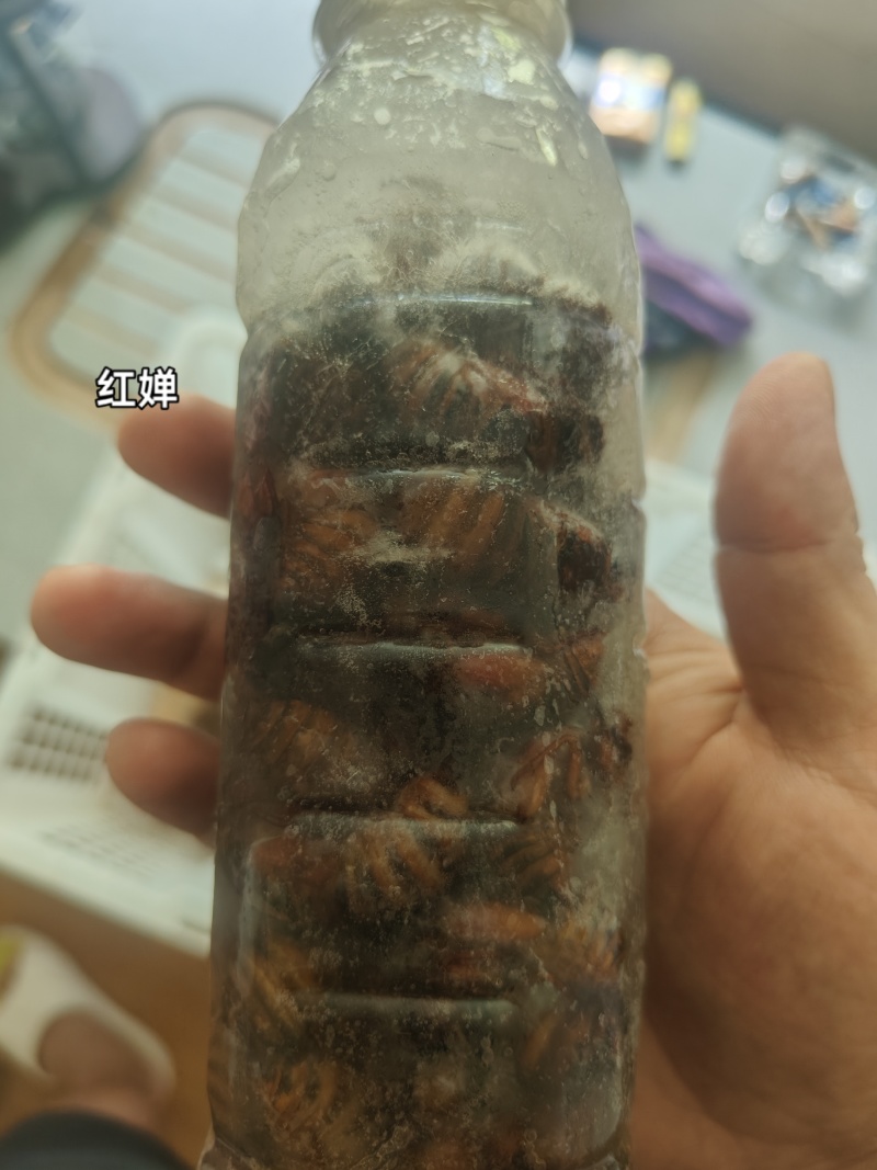 山东金蝉蝉蛹产地大量现货电商团购零售日发万单