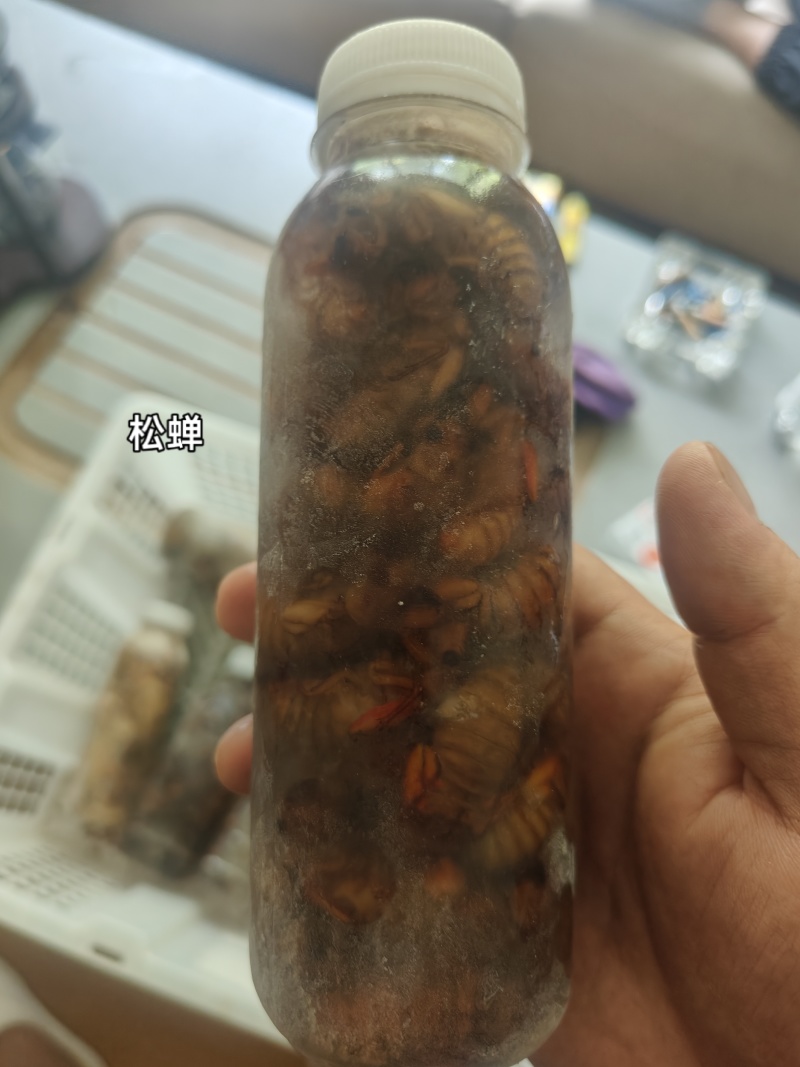 山东金蝉蝉蛹产地大量现货电商团购零售日发万单