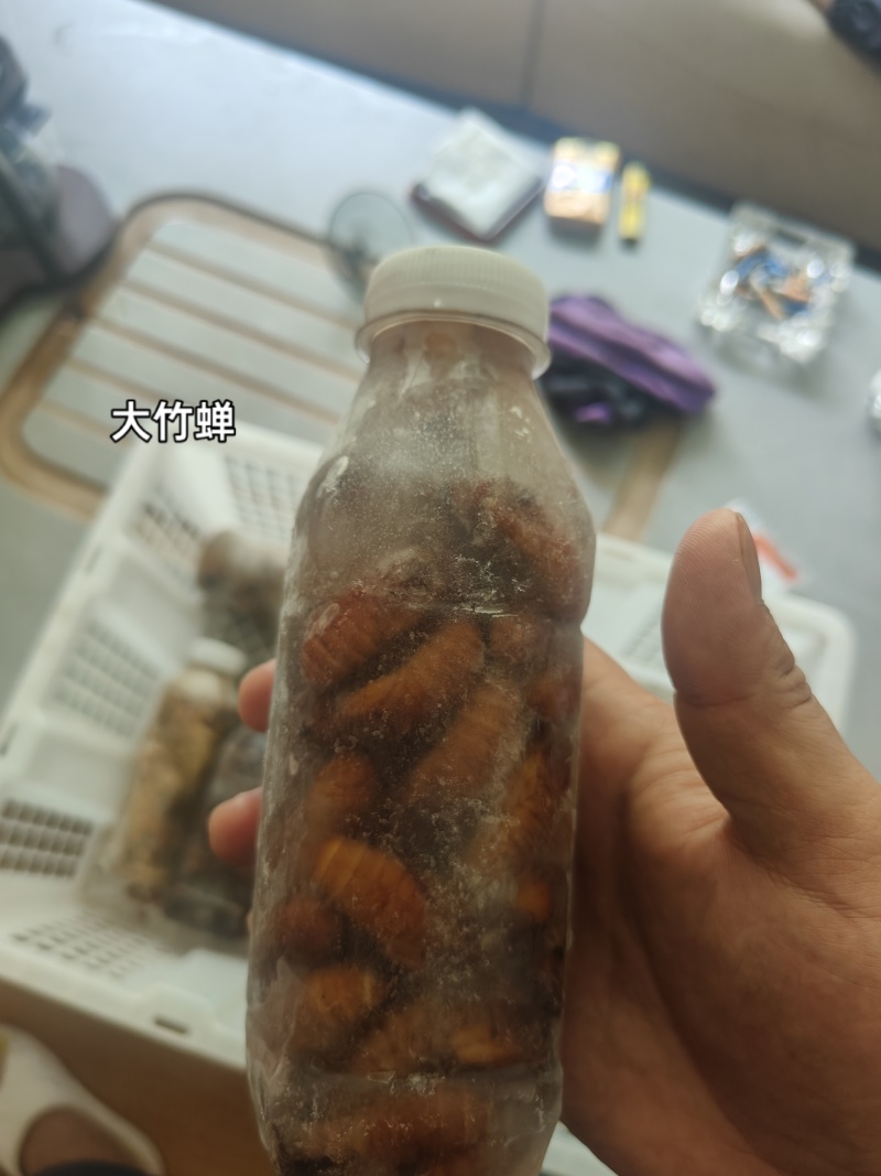山东金蝉蝉蛹产地大量现货电商团购零售日发万单