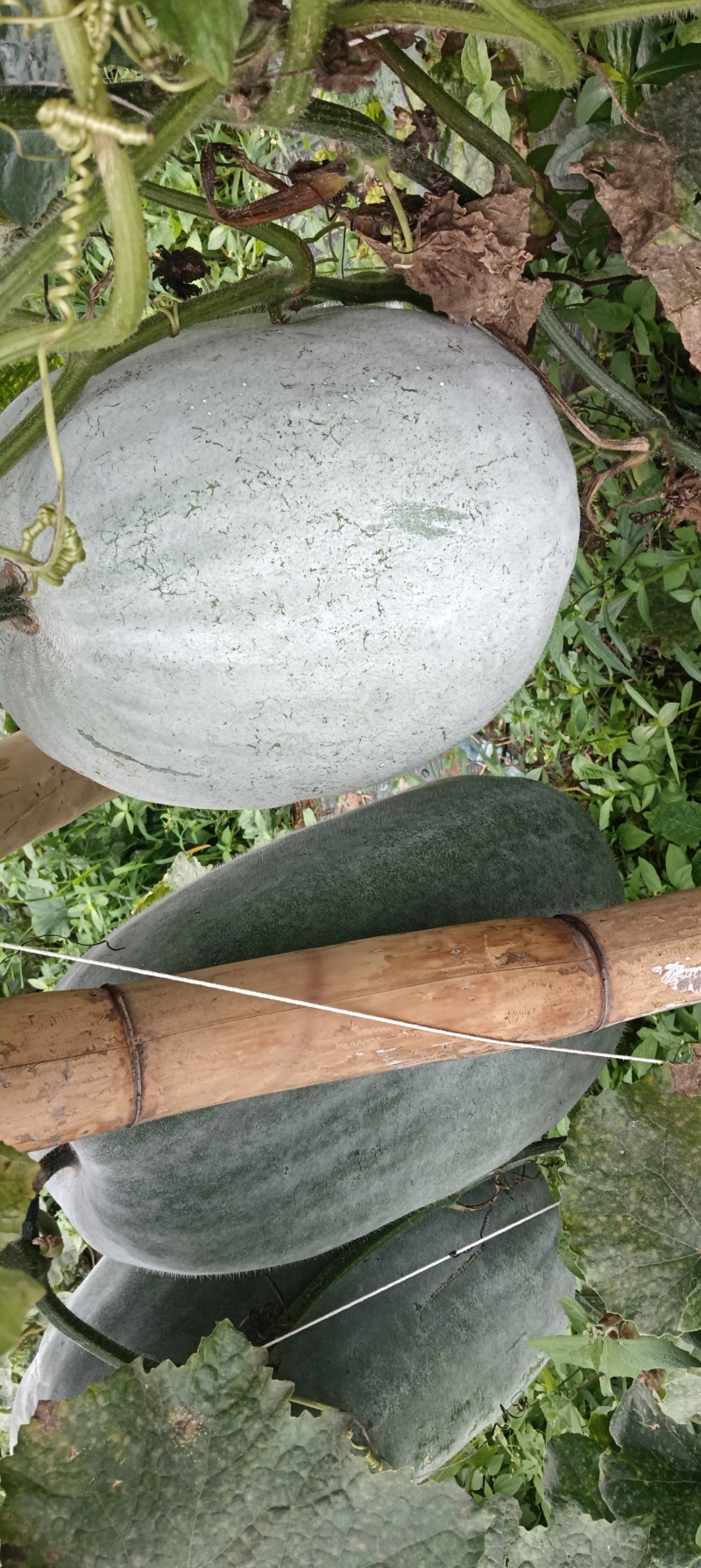冬瓜成熟待卖