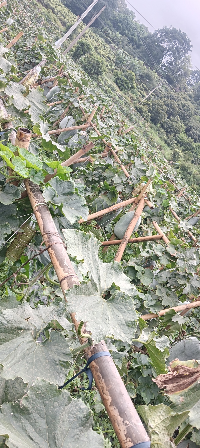 冬瓜成熟待卖