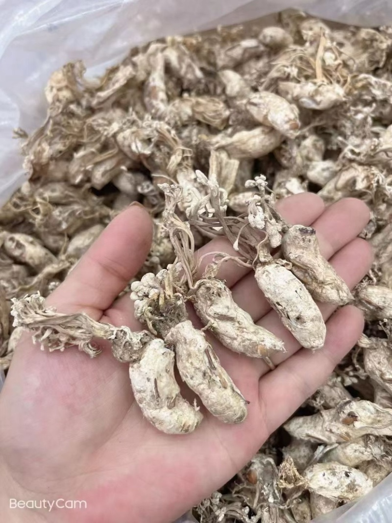 金蝉花南方大量现货批发金蝉药材批发金蝉花