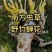 金蝉花南方大量现货批发金蝉药材批发金蝉花