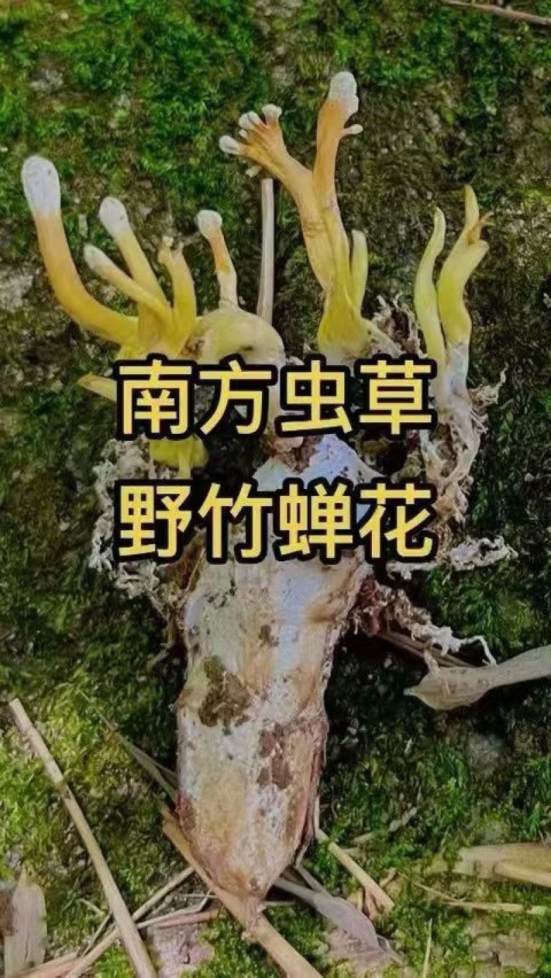金蝉花南方大量现货批发金蝉药材批发金蝉花