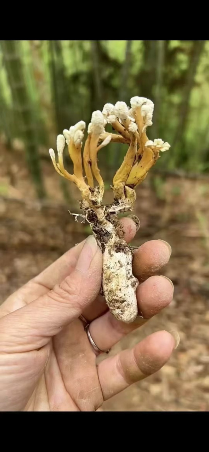 金蝉花南方大量现货批发金蝉药材批发金蝉花