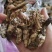 金蝉花南方大量现货批发金蝉药材批发金蝉花
