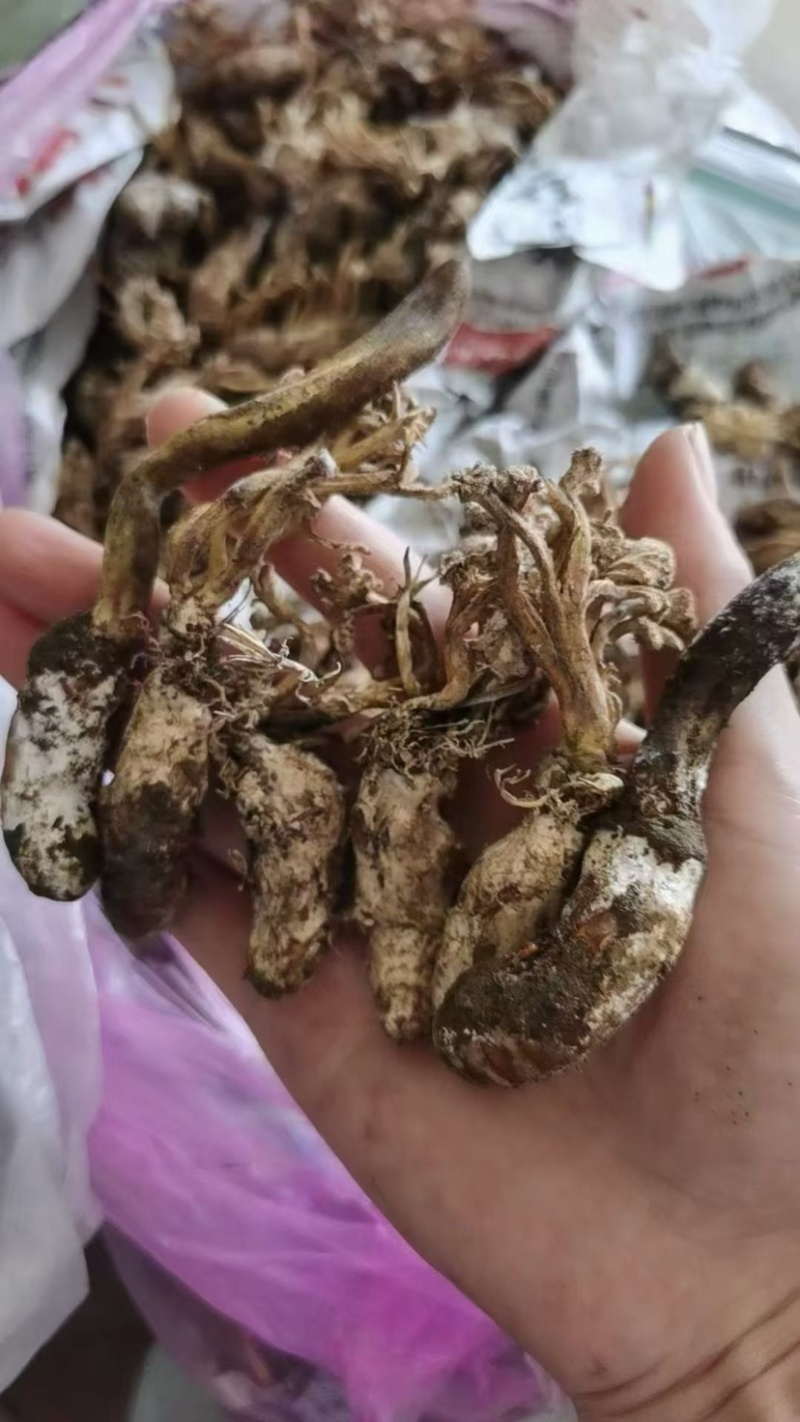 金蝉花南方大量现货批发金蝉药材批发金蝉花