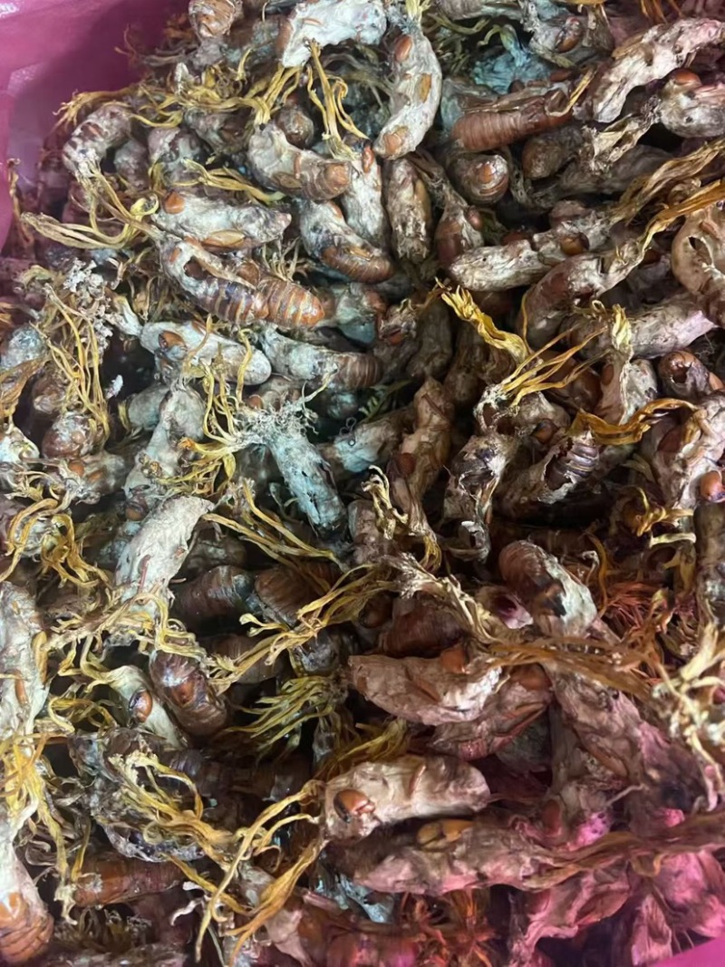 金蝉花南方大量现货批发金蝉药材批发金蝉花