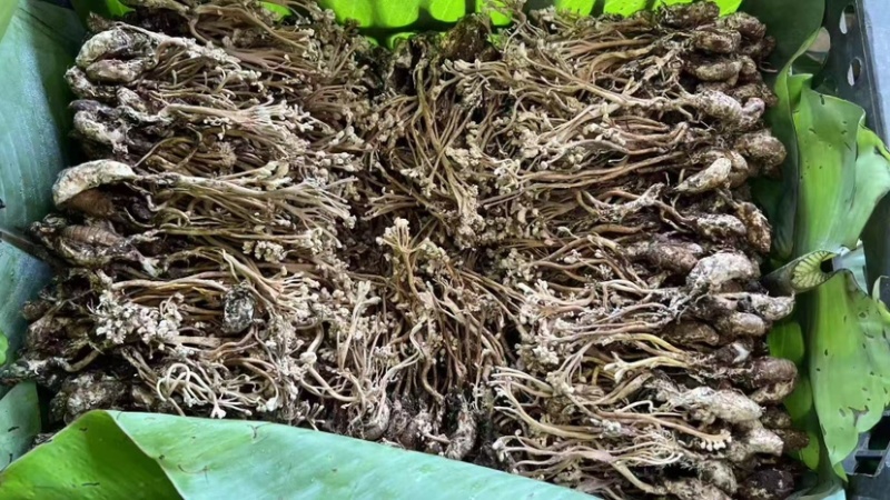 金蝉花南方大量现货批发金蝉药材批发金蝉花