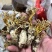 金蝉花南方大量现货批发金蝉药材批发金蝉花