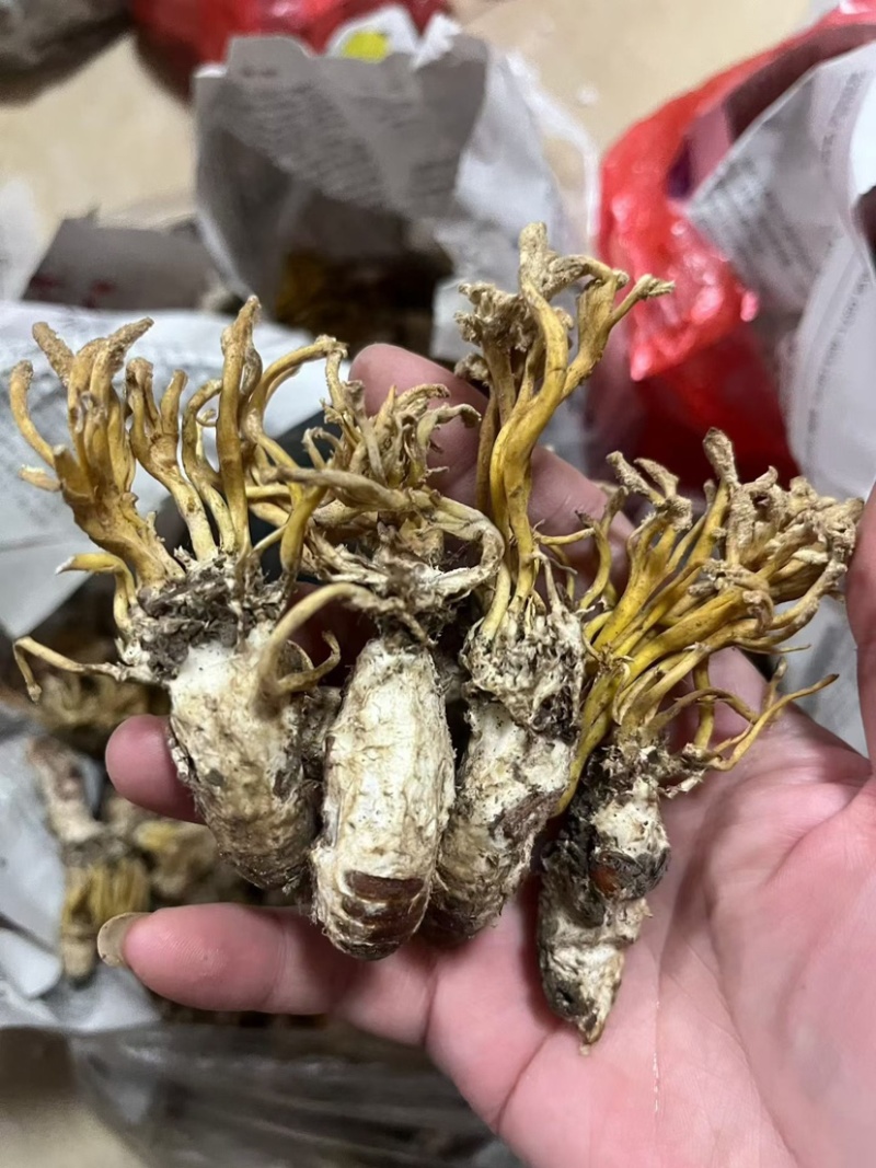 金蝉花南方大量现货批发金蝉药材批发金蝉花