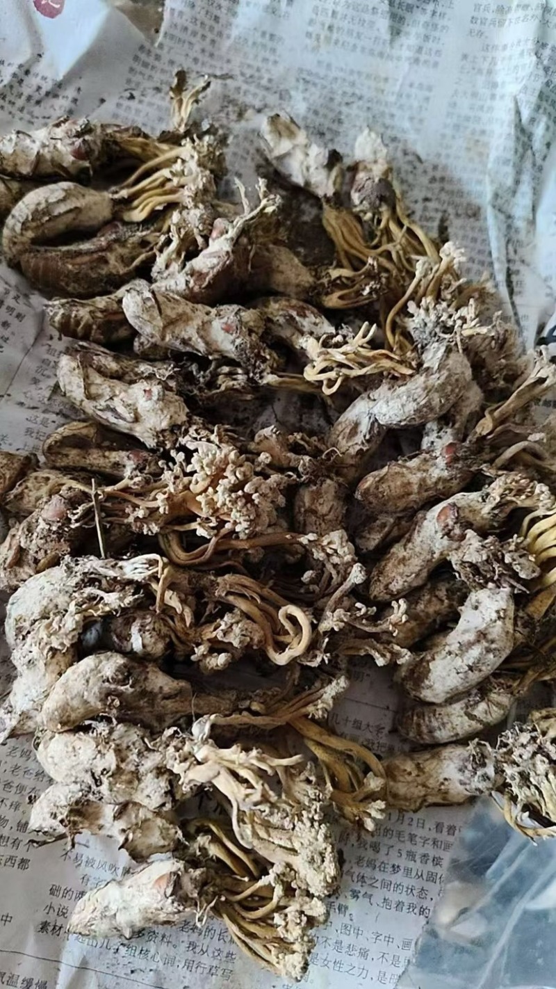 金蝉花南方大量现货批发金蝉药材批发金蝉花