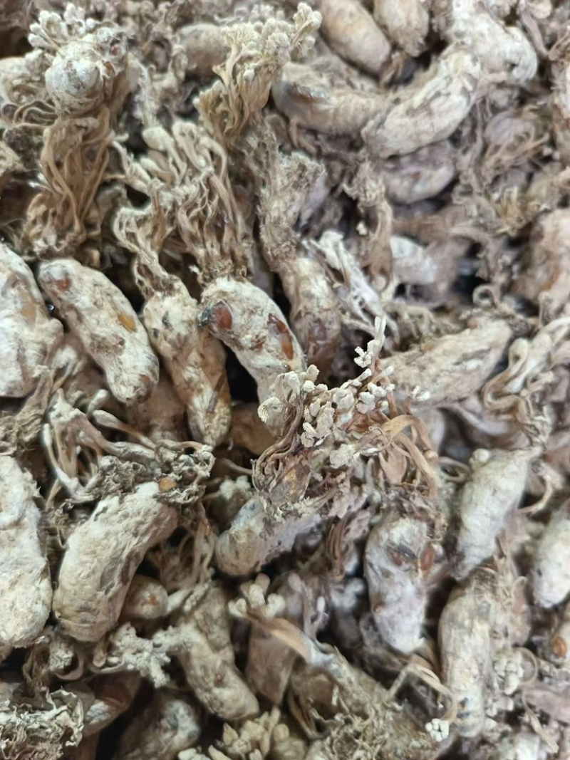 金蝉花南方大量现货批发金蝉药材批发金蝉花