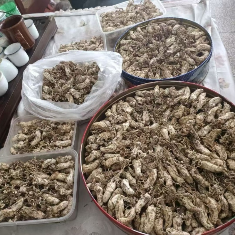 金蝉花南方大量现货批发金蝉药材批发金蝉花