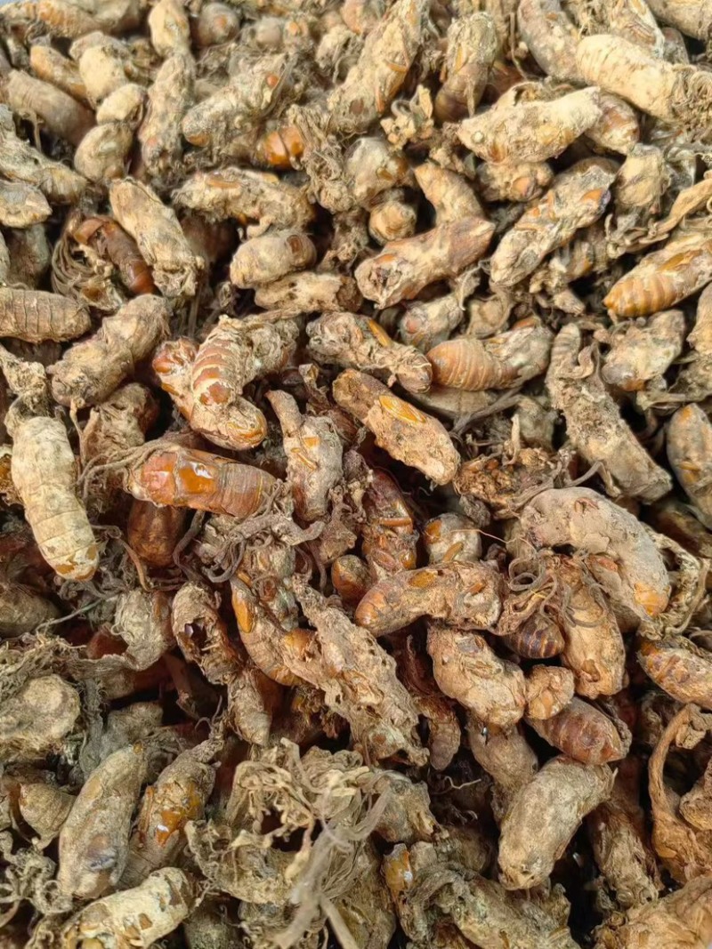 金蝉花南方大量现货批发金蝉药材批发金蝉花