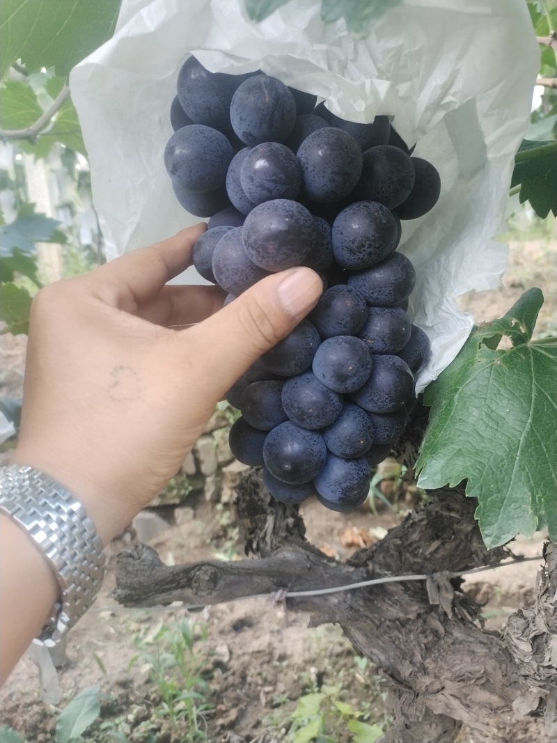 巨峰。自然果。稀串子。