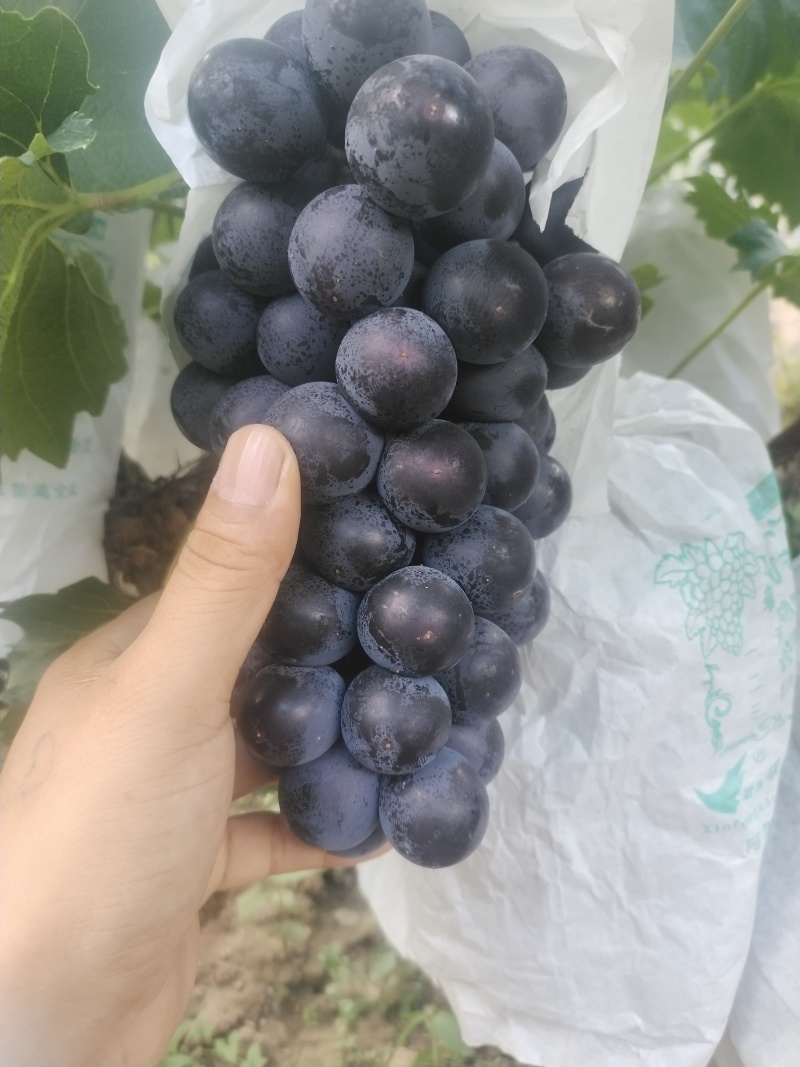 巨峰。自然果。稀串子。