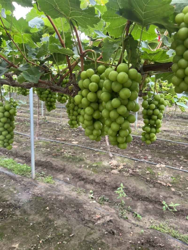 江苏阳光玫瑰价格美丽质量好对接全国量大从优欢迎选购