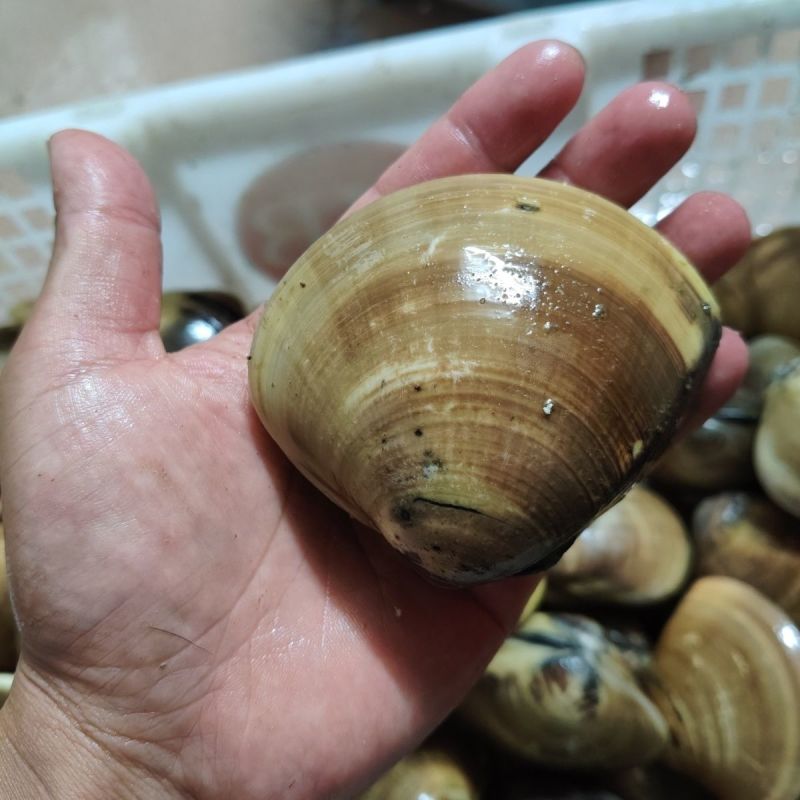 批发商用正宗鲜活文蛤蜊海鲜火锅底料文蛤车螺真文蛤美贝海鲜水产