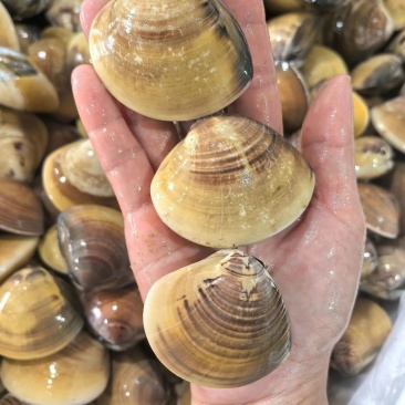 批发商用正宗鲜活文蛤蜊海鲜火锅底料文蛤车螺真文蛤美贝海鲜水产
