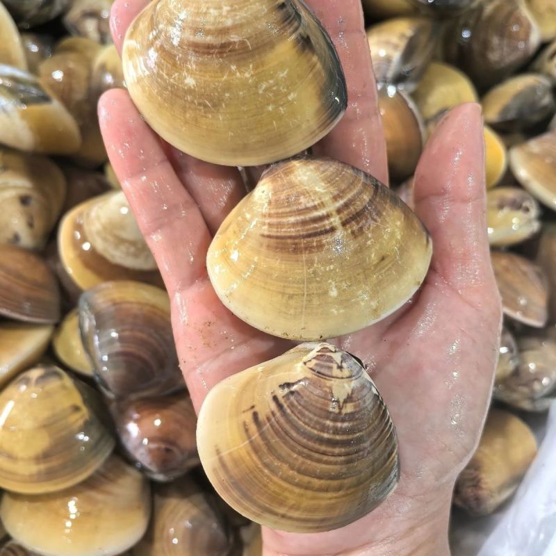 批发商用正宗鲜活文蛤蜊海鲜火锅底料文蛤车螺真文蛤美贝海鲜水产