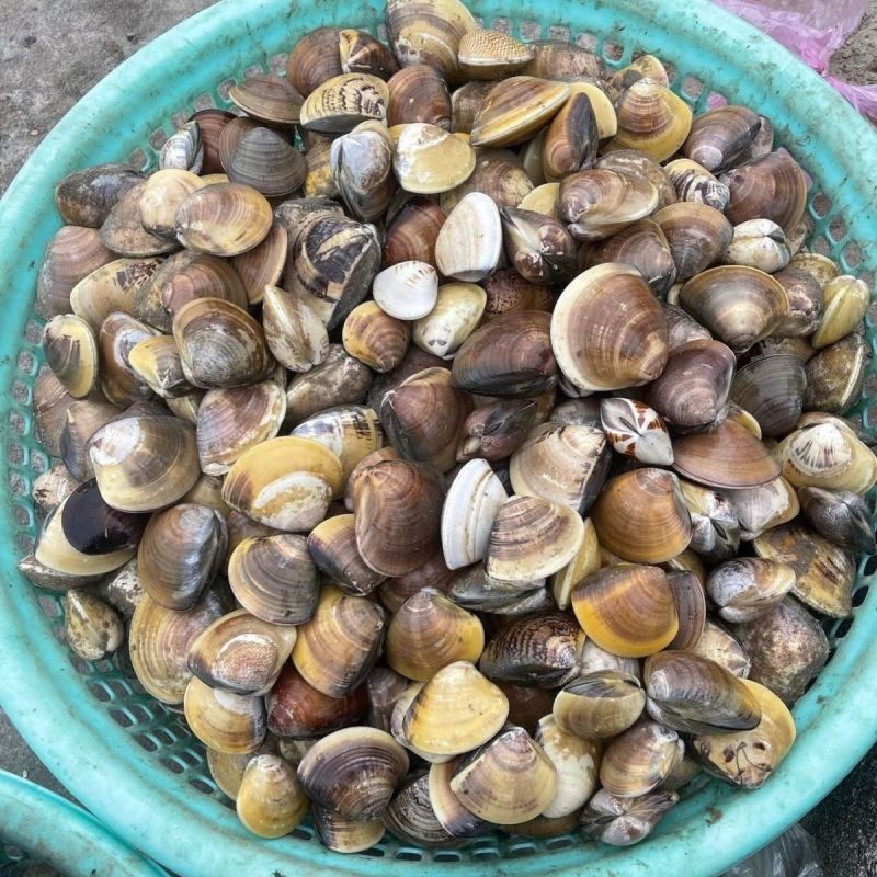 批发商用正宗鲜活文蛤蜊海鲜火锅底料文蛤车螺真文蛤美贝海鲜水产