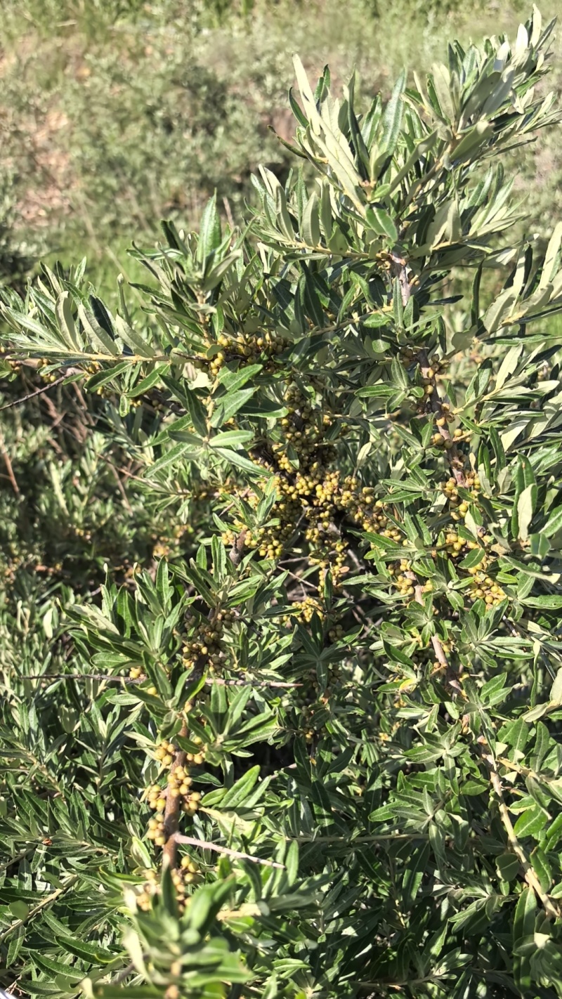 中华小果扦插苗雌株，3年挂果