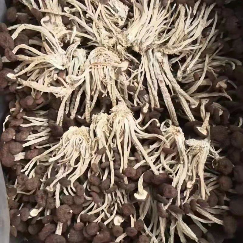 江西精品5号茶树菇