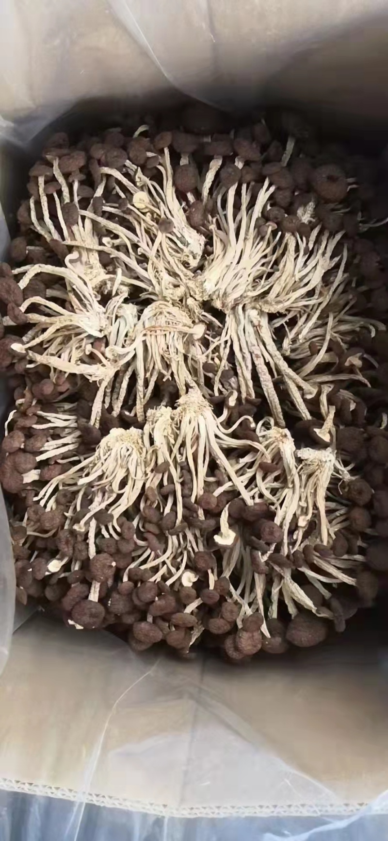 江西精品5号茶树菇