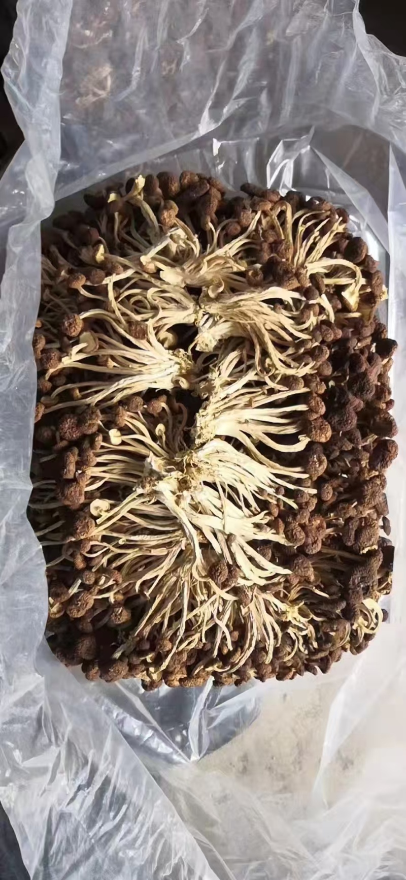 江西精品5号茶树菇