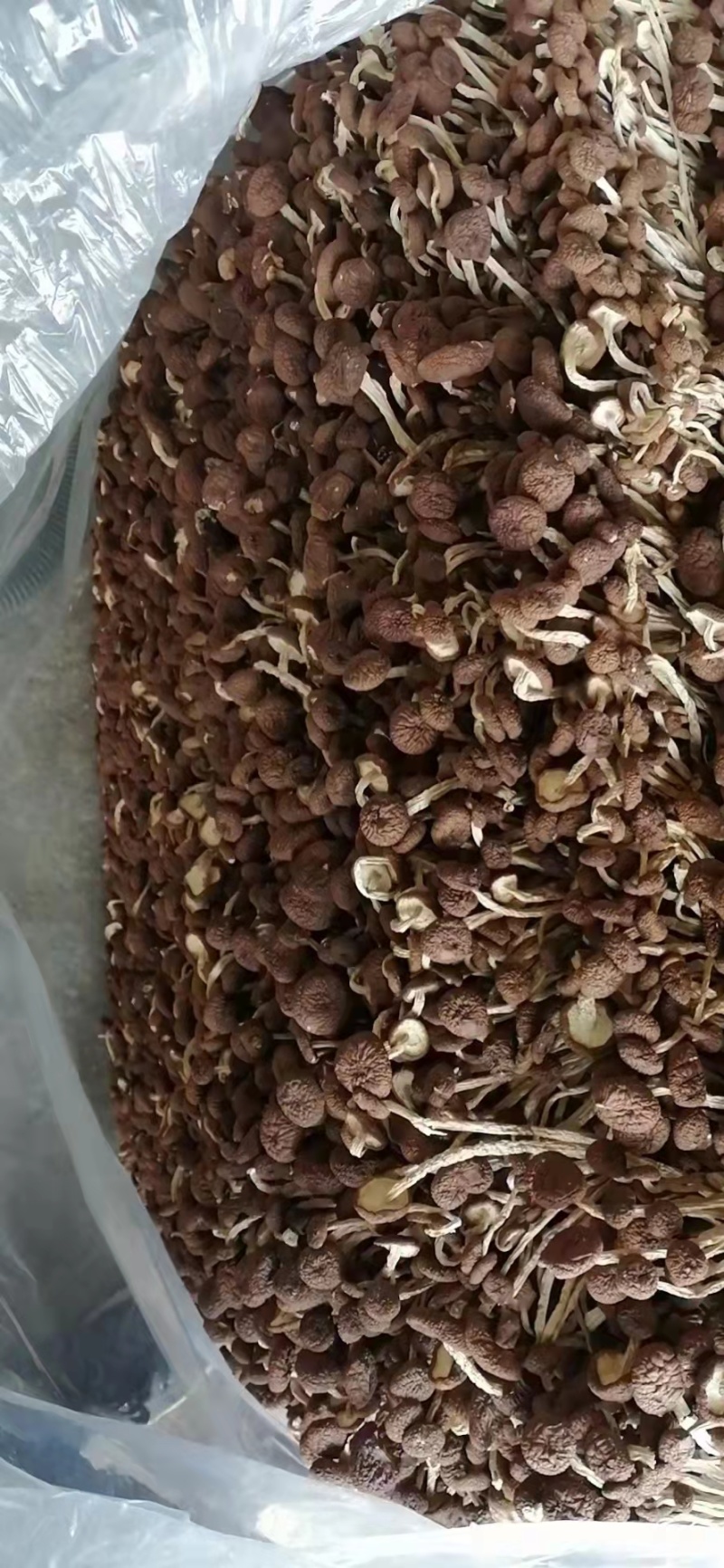 江西精品5号茶树菇