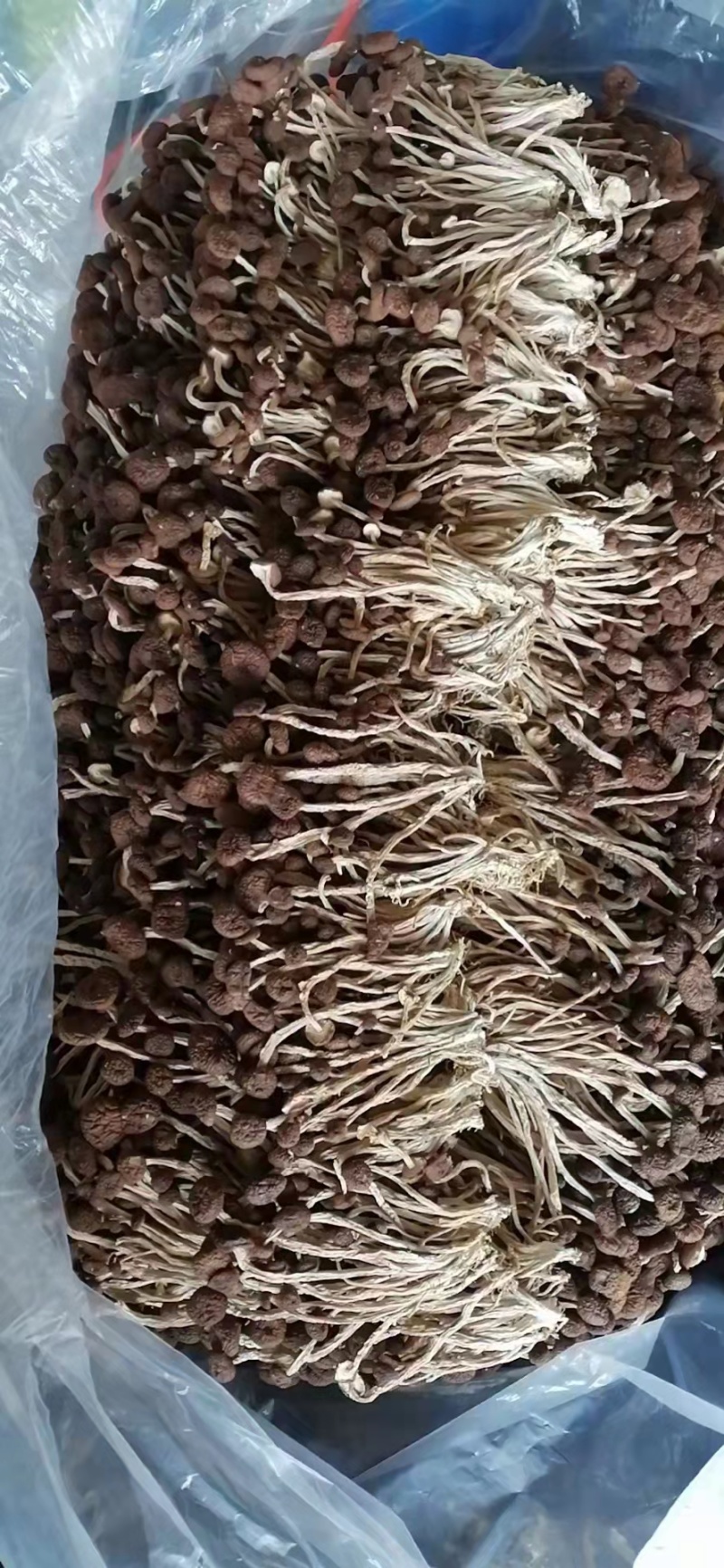 江西精品5号茶树菇