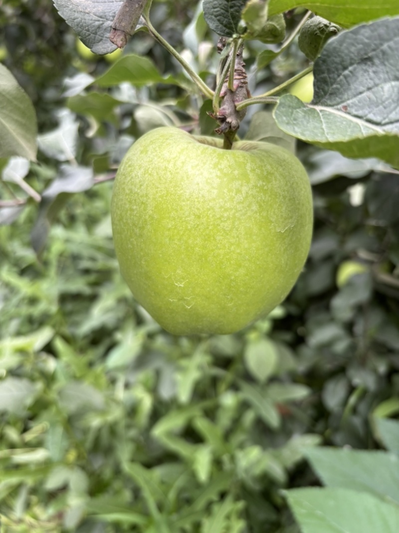 优质华硕青苹果