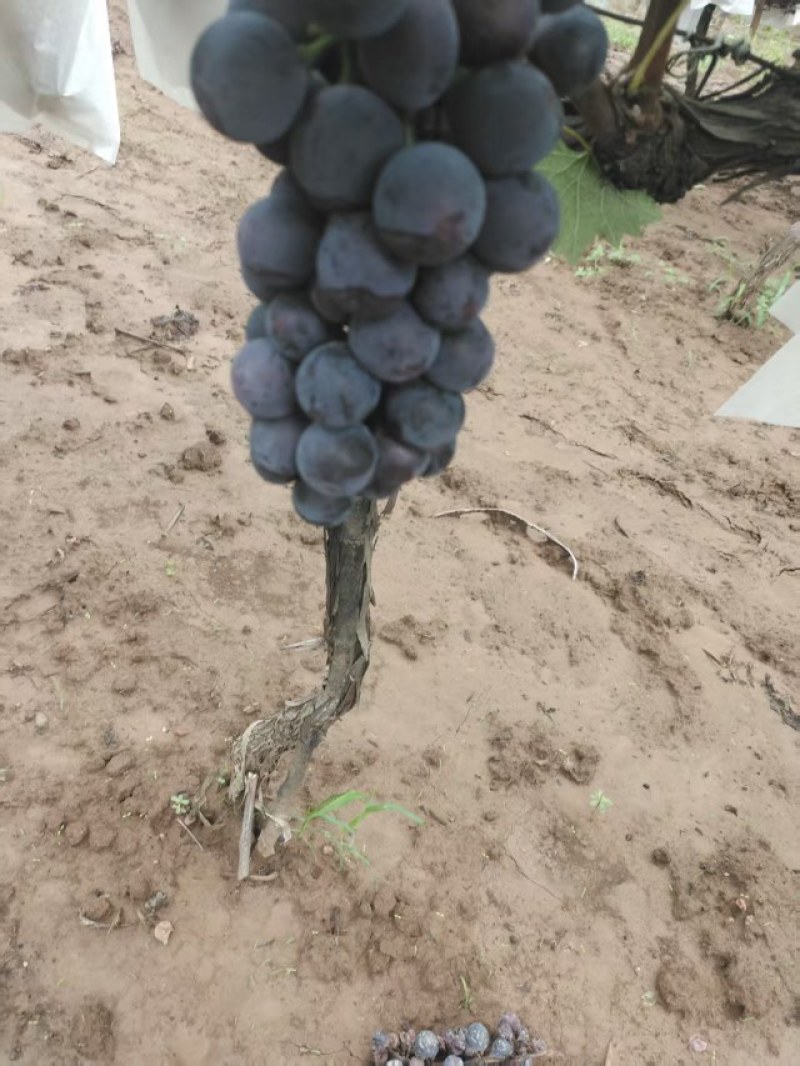 稀串子巨峰葡萄