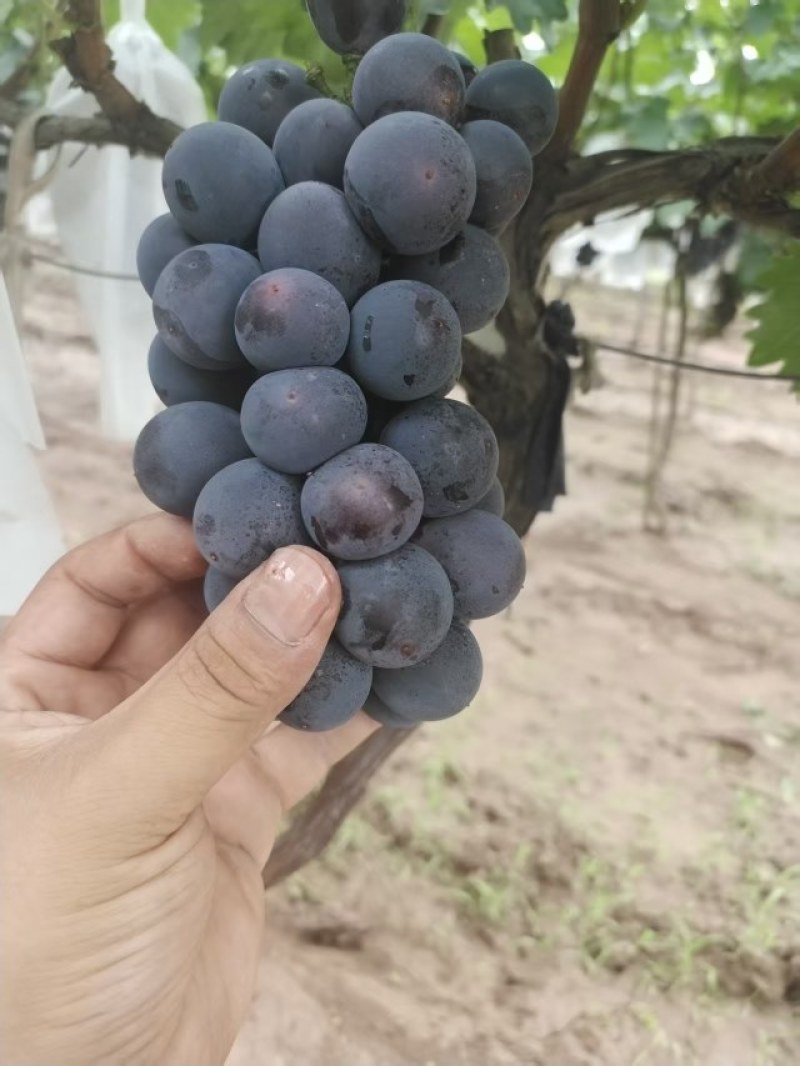 稀串子巨峰葡萄