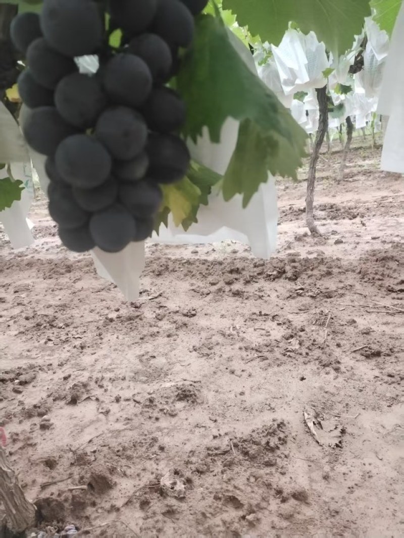 稀串子巨峰葡萄