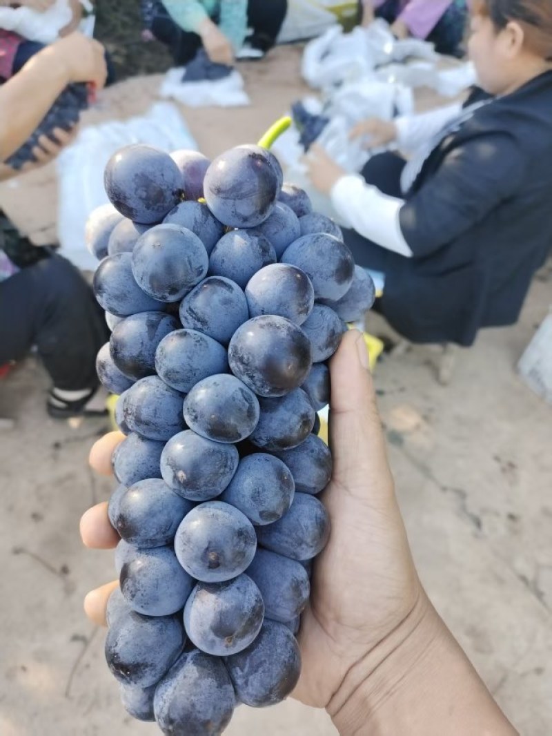 稀串子巨峰葡萄
