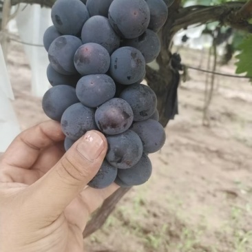 稀串子巨峰葡萄