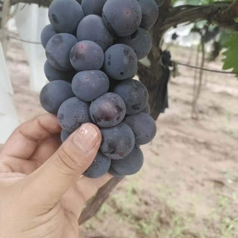 稀串子巨峰葡萄