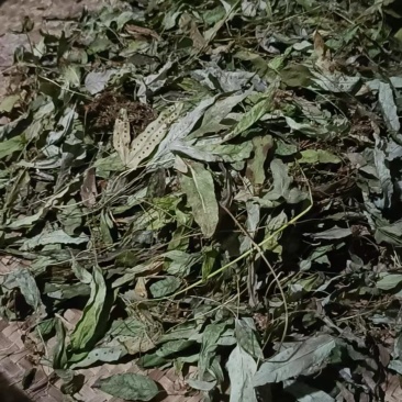 野生鸭脚掌