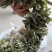 野生鸭脚掌
