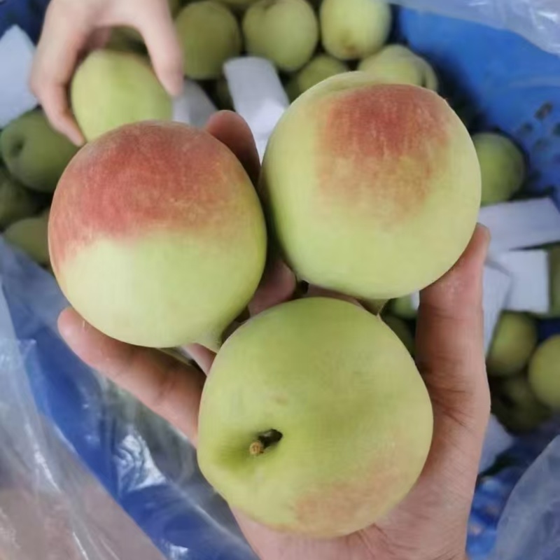 鹰嘴桃桃子水蜜桃