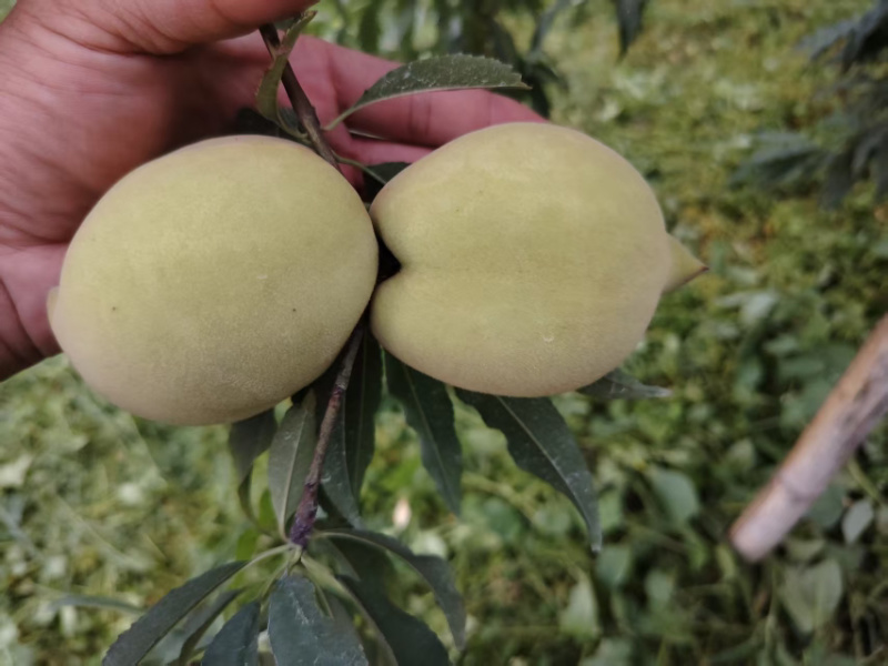 鹰嘴桃桃子水蜜桃