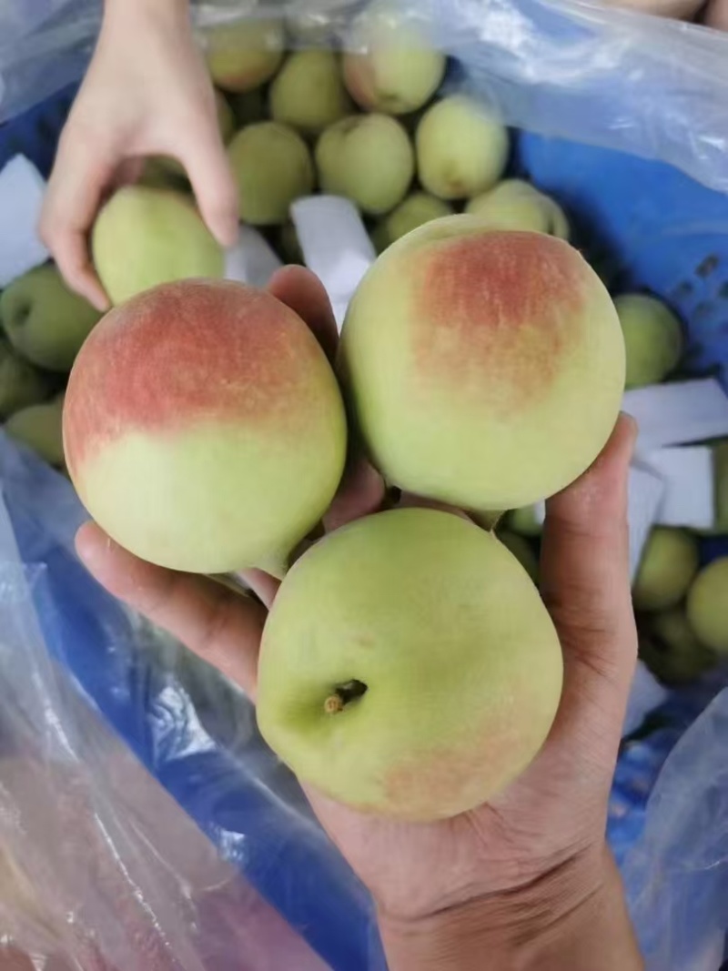 鹰嘴桃桃子水蜜桃